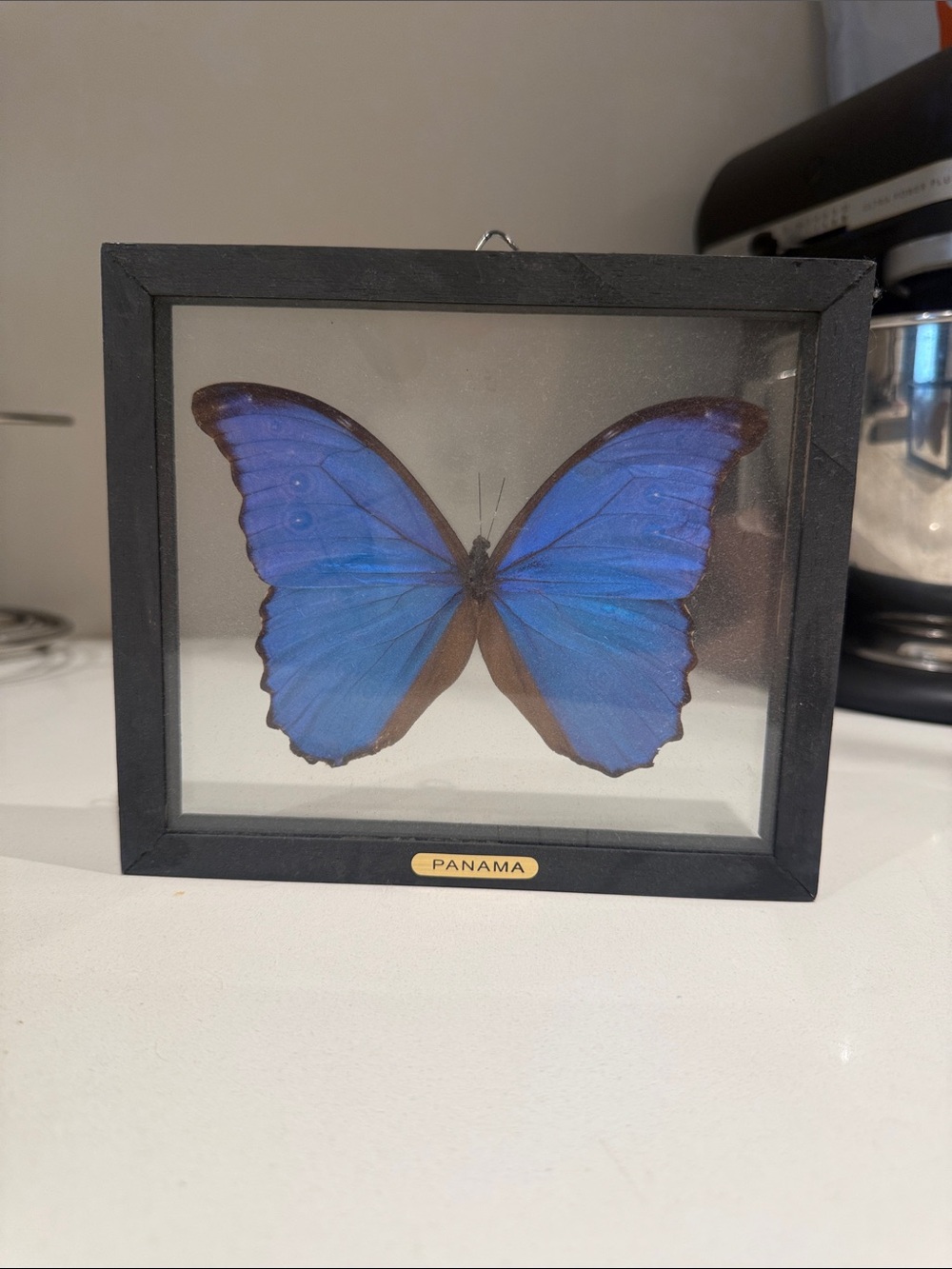 Black Framed Blue Butterfly Wall Accent - Panama